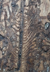 Dendroctonus