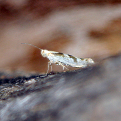 Argyresthia goedartella