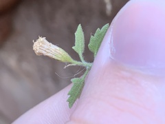 Perityle tenella