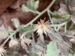 Perityle tenella