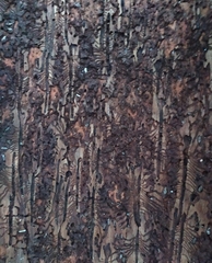 Dendroctonus