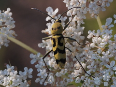 Chlorophorus varius
