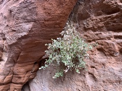 Perityle tenella