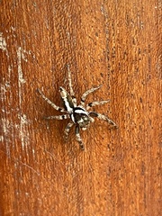 Salticinae
