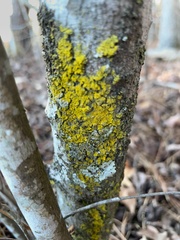 Candelariaceae