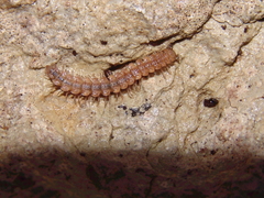 Polydesmus