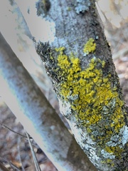 Candelariaceae