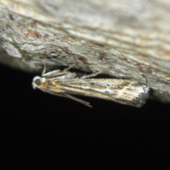 Ancylosis cinnamomella