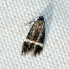 Elegia similella