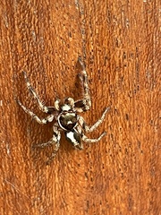 Salticinae