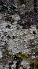 Lecanoraceae