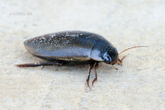 Colymbetes fuscus