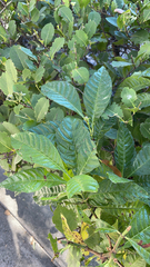 Psychotria nervosa