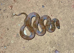 Oligodon taeniolatus