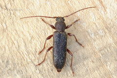 Trichoferus campestris