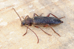 Trichoferus campestris