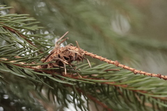 Adelges abietis