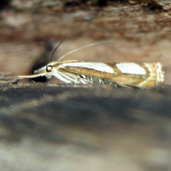 Catoptria mytilella