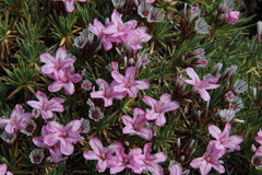 Acantholimon graecum