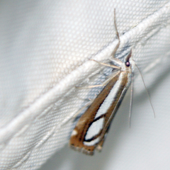 Catoptria