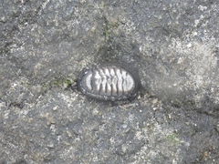 Chiton