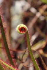 Drosera spiralis