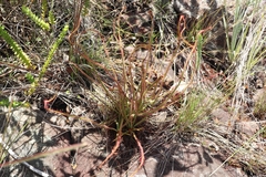 Drosera spiralis