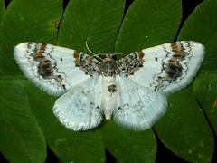 Hydrelia condensata