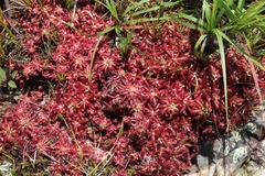 Drosera graomogolensis