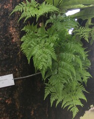 Davallia denticulata