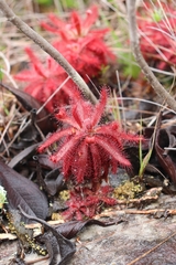 Drosera graomogolensis