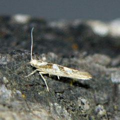 Argyresthia goedartella