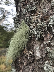Usnea barbata