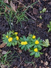 Eranthis hyemalis