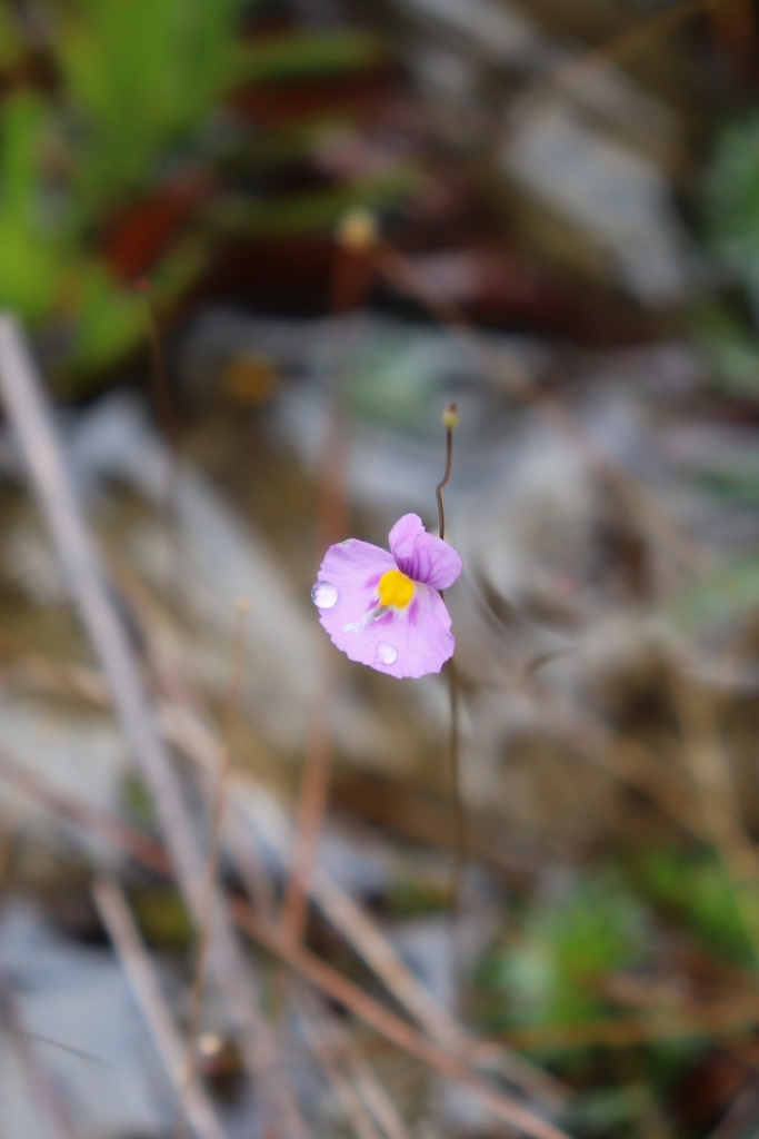 Utricularia purpureocaerulea A.St.-Hil. & Girard