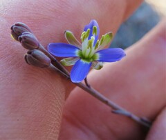 Heliophila linearis linearifolia