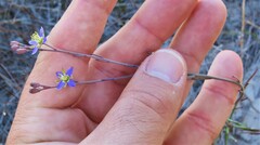Heliophila linearis linearifolia