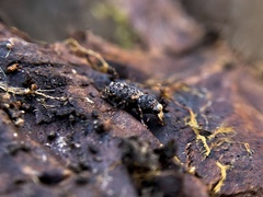 Ulorhinus bilineatus
