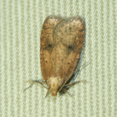 Agonopterix robiniella