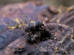 Ulorhinus bilineatus