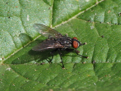 Phorocera