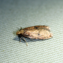 Agonopterix robiniella