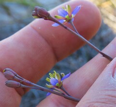 Heliophila linearis linearifolia