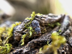 Ulorhinus bilineatus