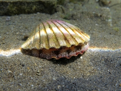 Pecten jacobaeus