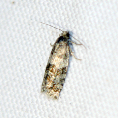 Neocochylis hybridella