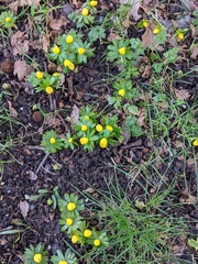 Eranthis hyemalis