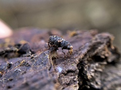 Ulorhinus bilineatus