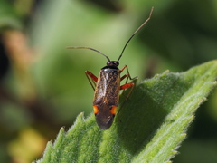 Adelphocoris seticornis