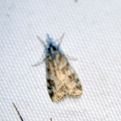 Scoparia pyralella